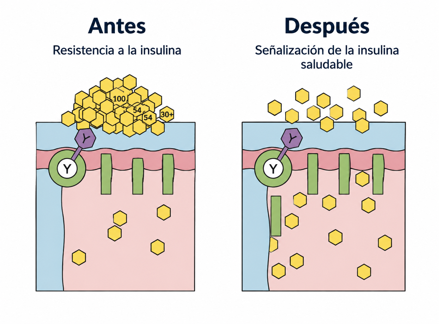 Comparación antes y después de la señalización de insulina